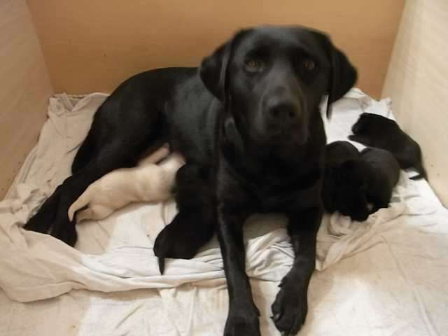 Labrador, Welpen